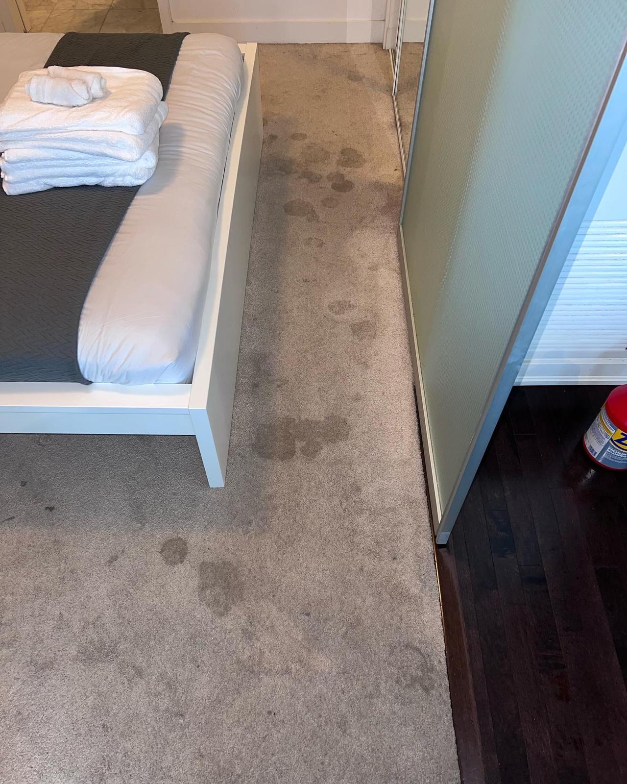 Carpet Cleaning